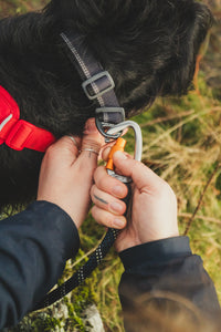 Ruffwear Knot-a-Leash virvinis pavadėlis šunims naudojamas lauke