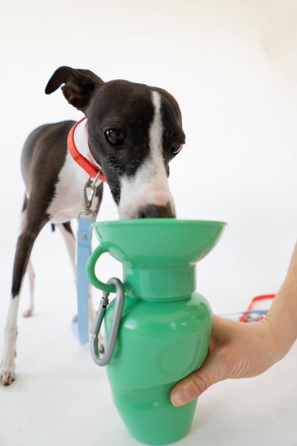 Springland Pets 650 ml vandens gertuvė šuniui