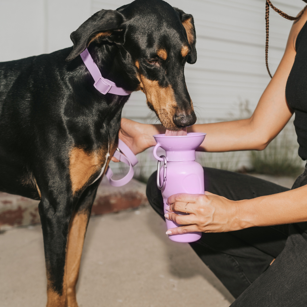 Springland Pets 650 ml vandens gertuvė šuniui