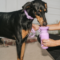 Springland Pets 650 ml vandens gertuvė šuniui