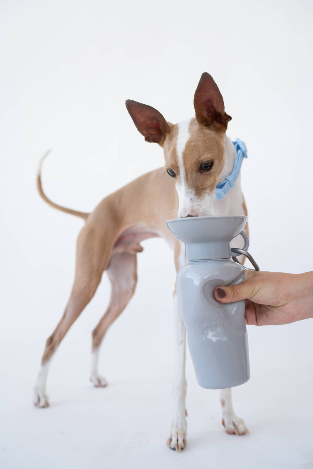 Springland Pets 650 ml vandens gertuvė šuniui