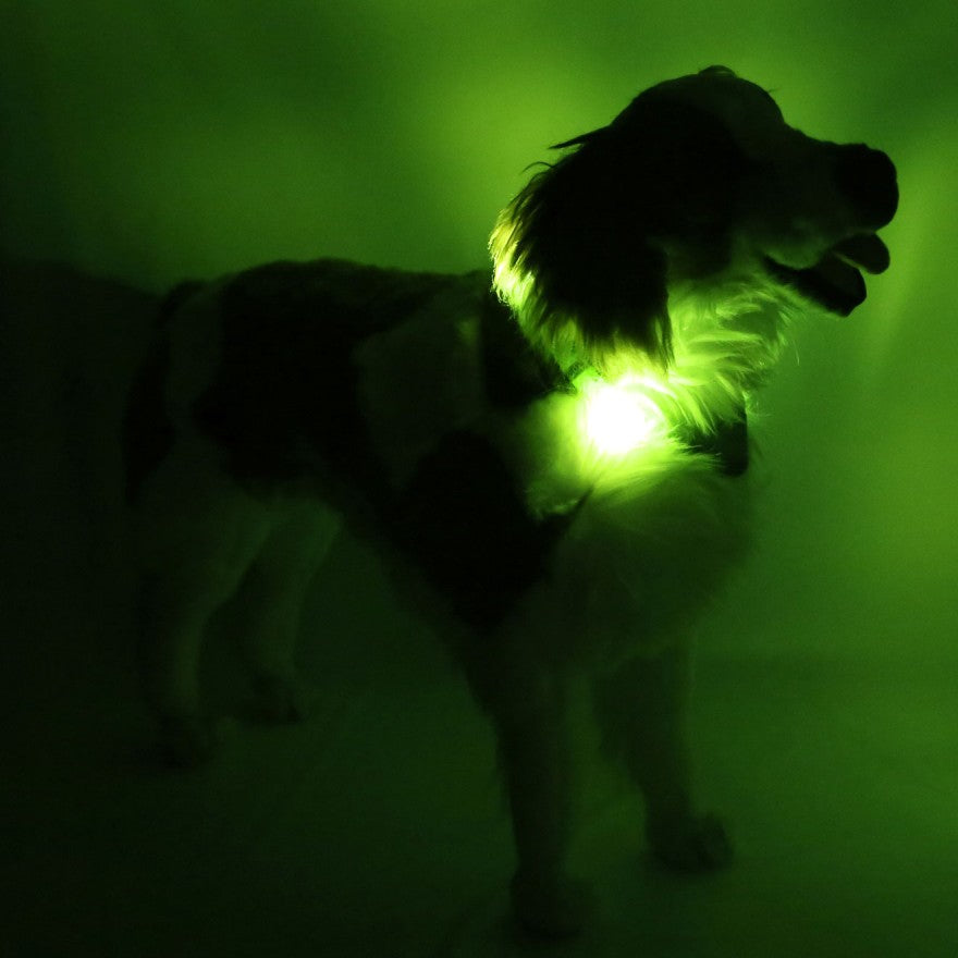 Šuo su LEUCHTIE Plus neoniniu žaliu LED antkakliu