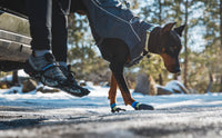 Šuo žiemą su Ruffwear Summit Trex batais